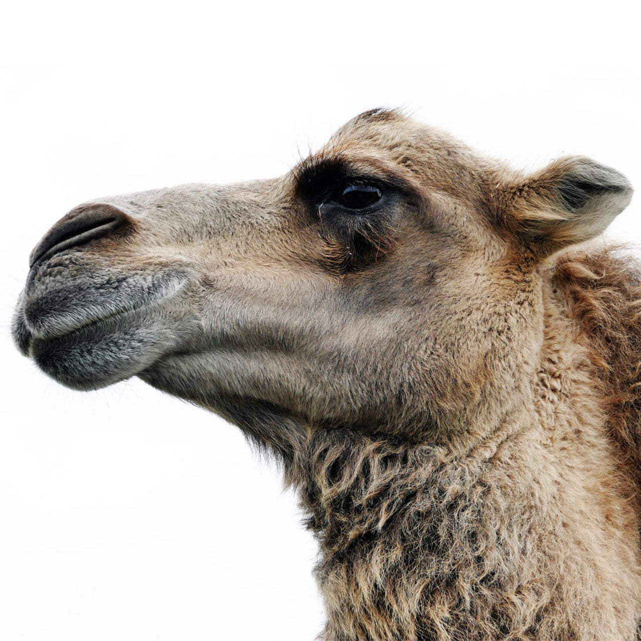 ÖKO Planet Sommer-Bettdecke mit Kamelhaar-Füllung