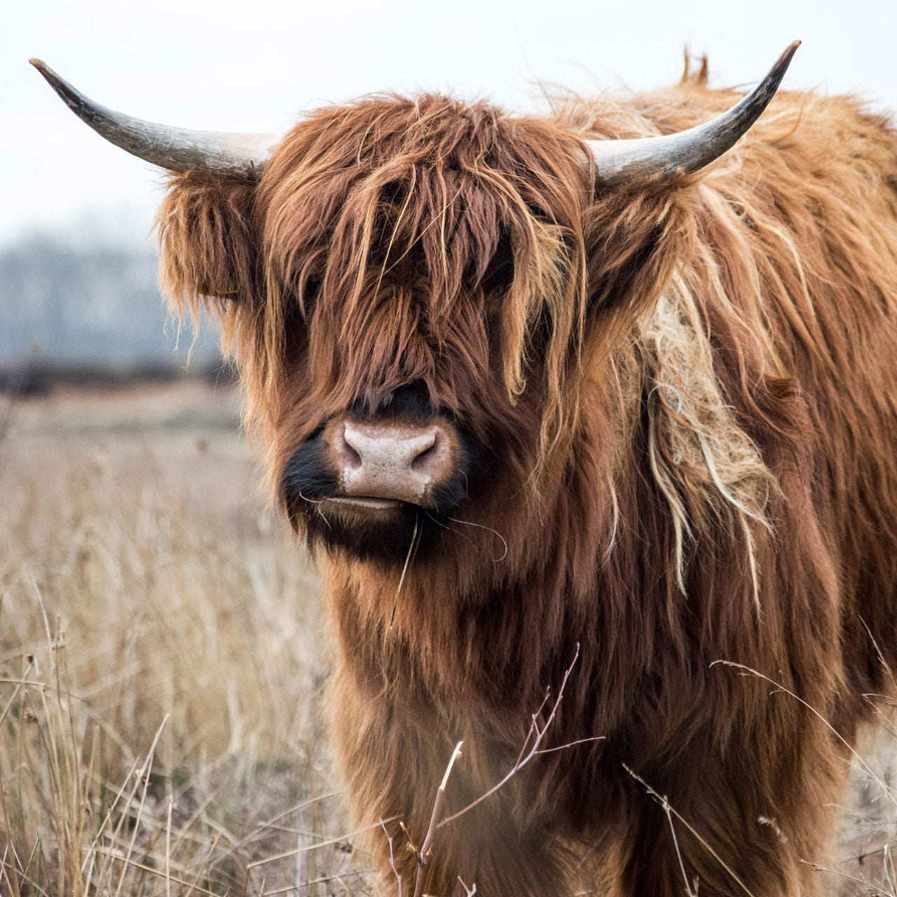 ÖKO Planet Sommer-Bettdecke mit Yakhaar-Füllung