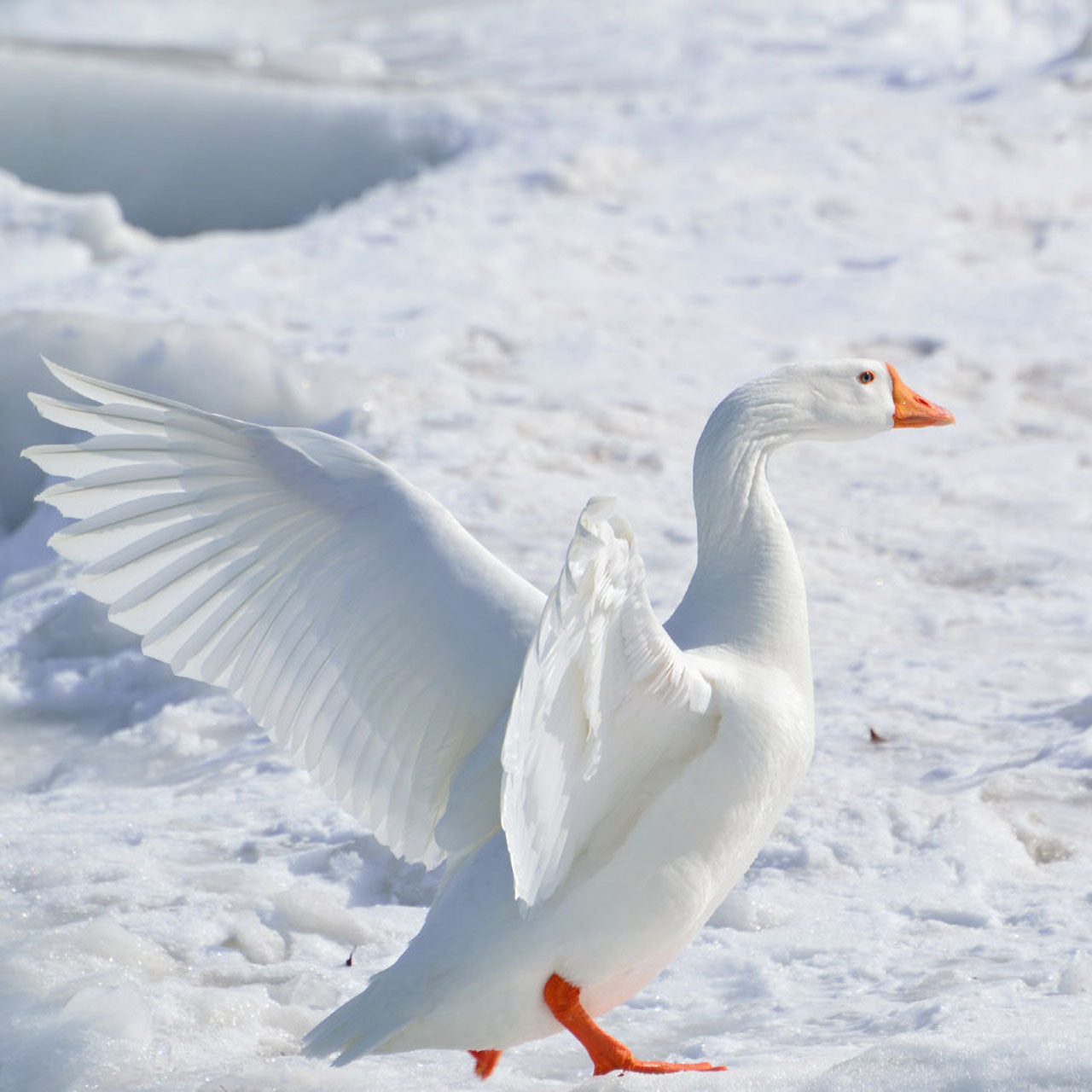 ÖKO Planet Bio Winter-Bettdecke mit Gänsedaunen-Füllung