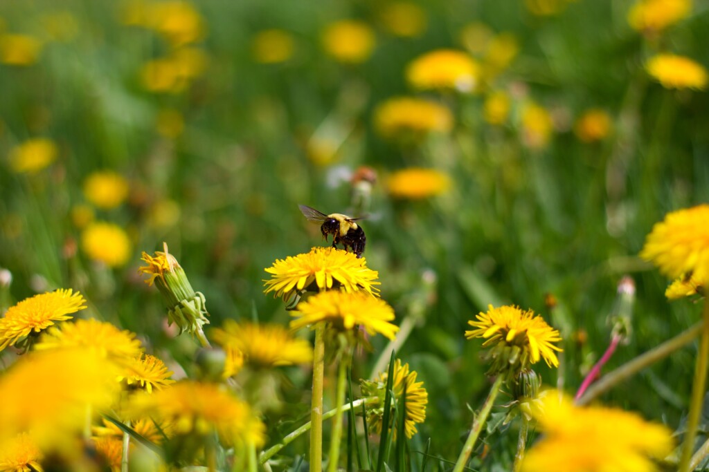 Blühende Löwenzahnwiesen: nicht nur Bienen - sondern auch Augenweide im Mai 