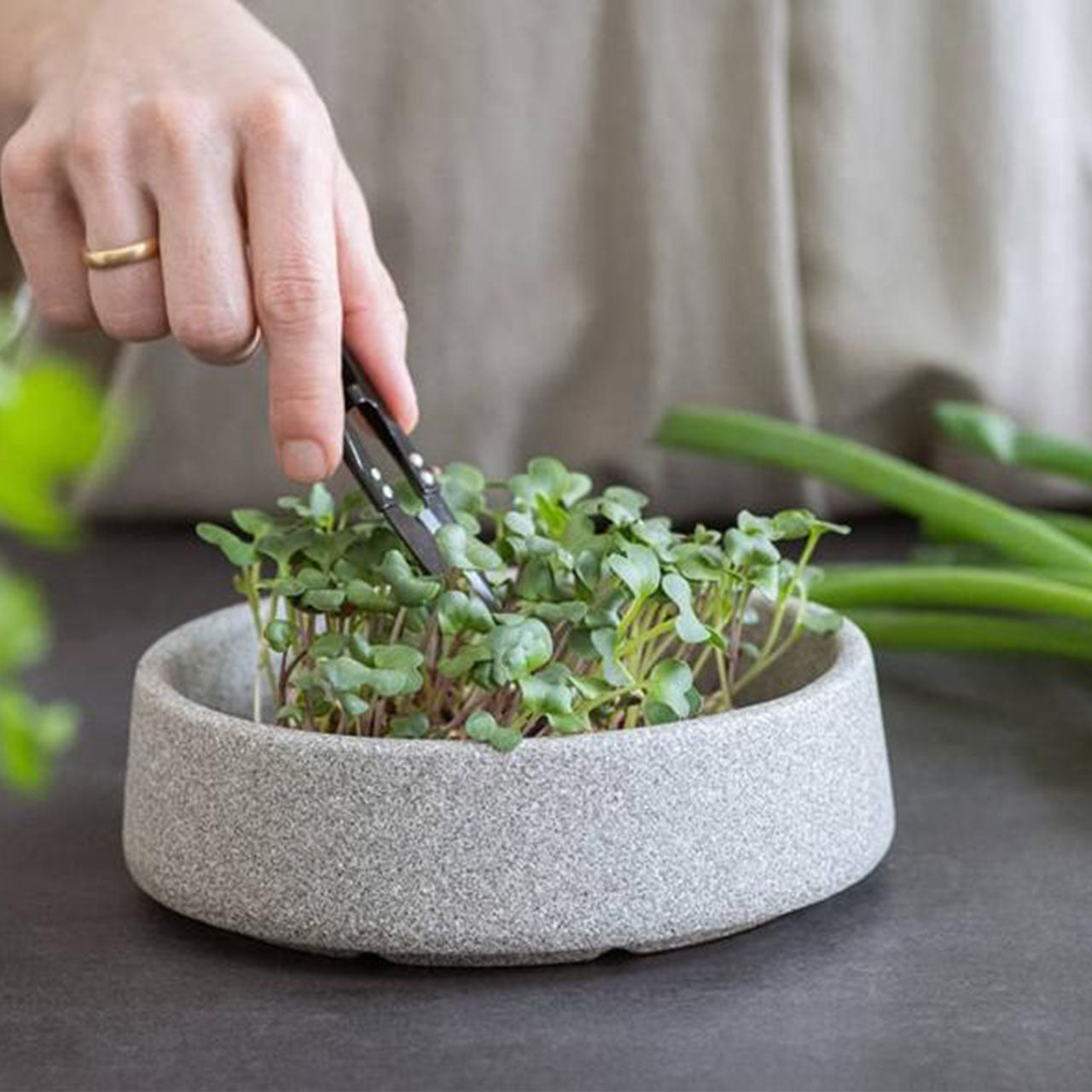 Denk Keramik Granicium Mikrogarten