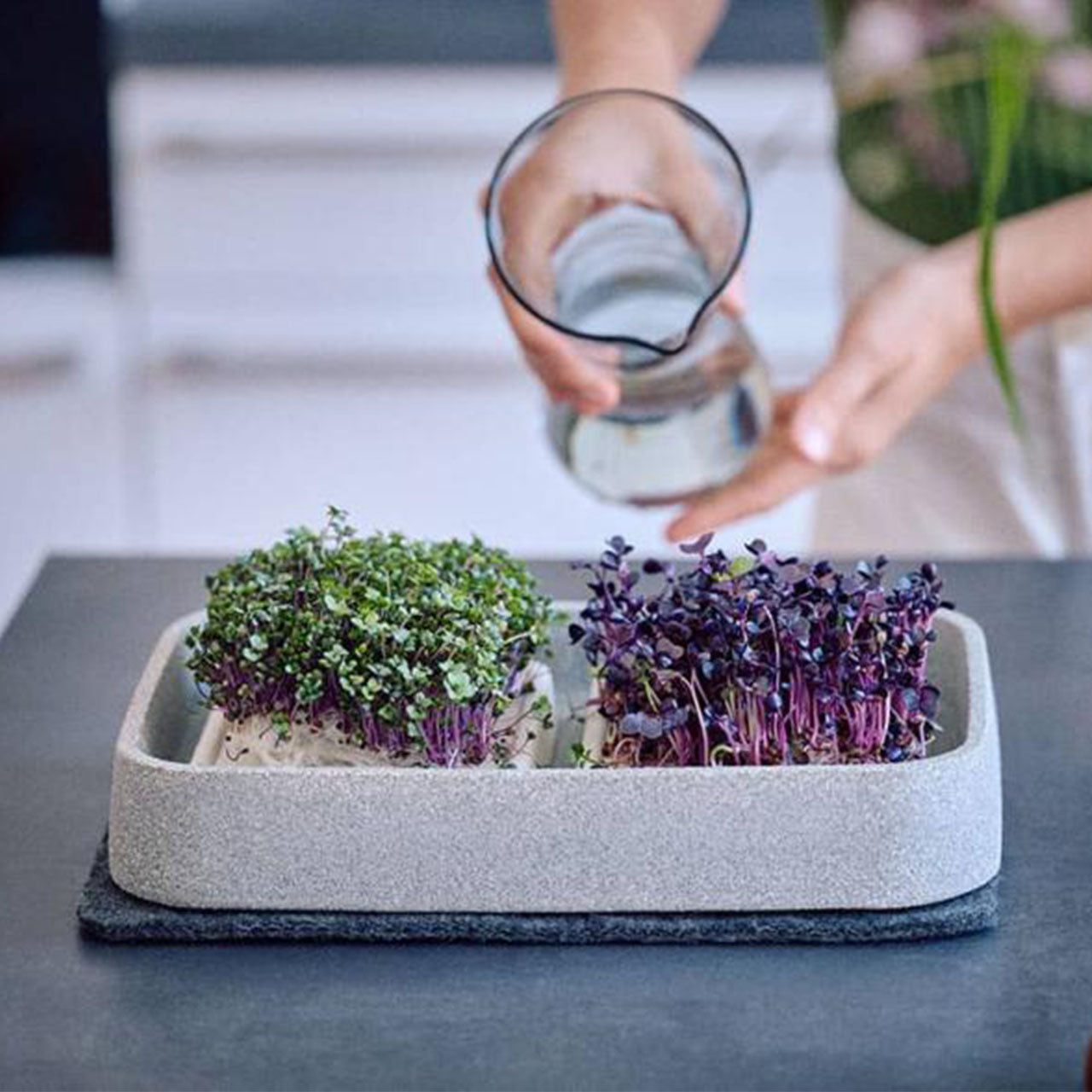 Denk Keramik Granicium Mikrogarten