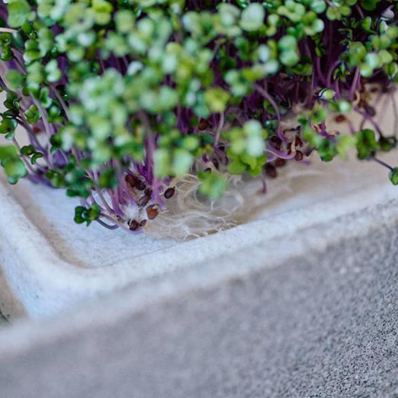 Denk Keramik Granicium Mikrogarten