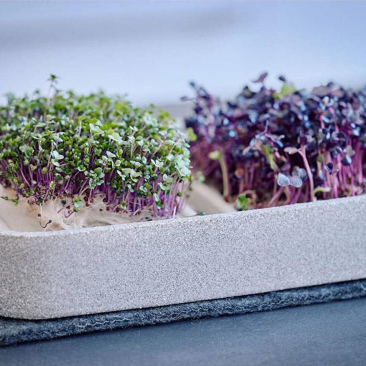 Denk Keramik Granicium Mikrogarten