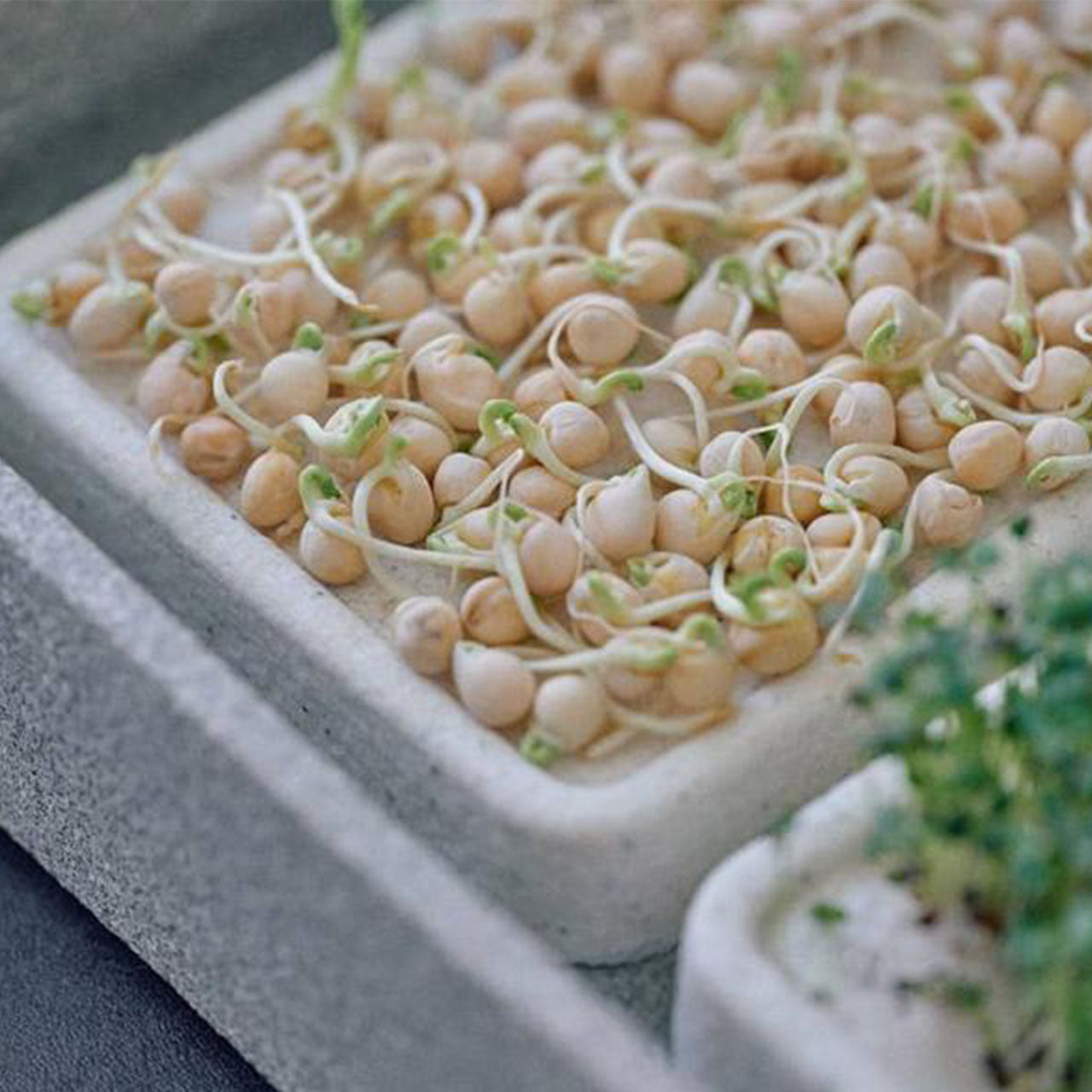 Denk Keramik Granicium Mikrogarten