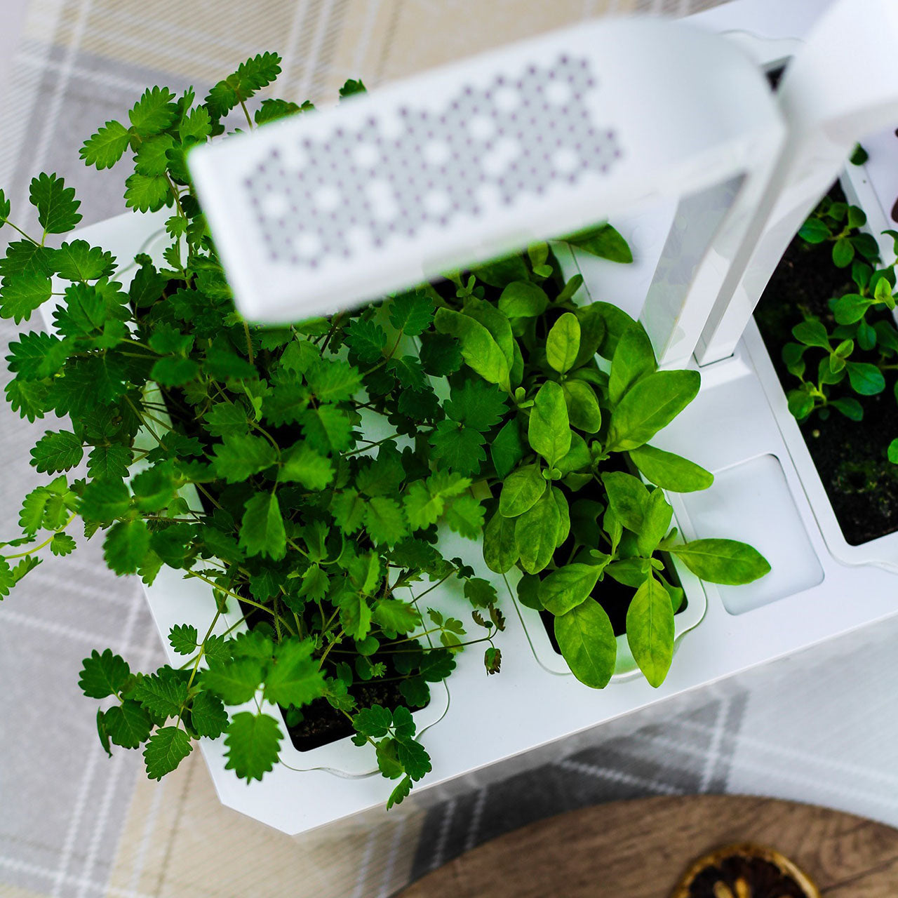 Veritable Classic Indoor Garten