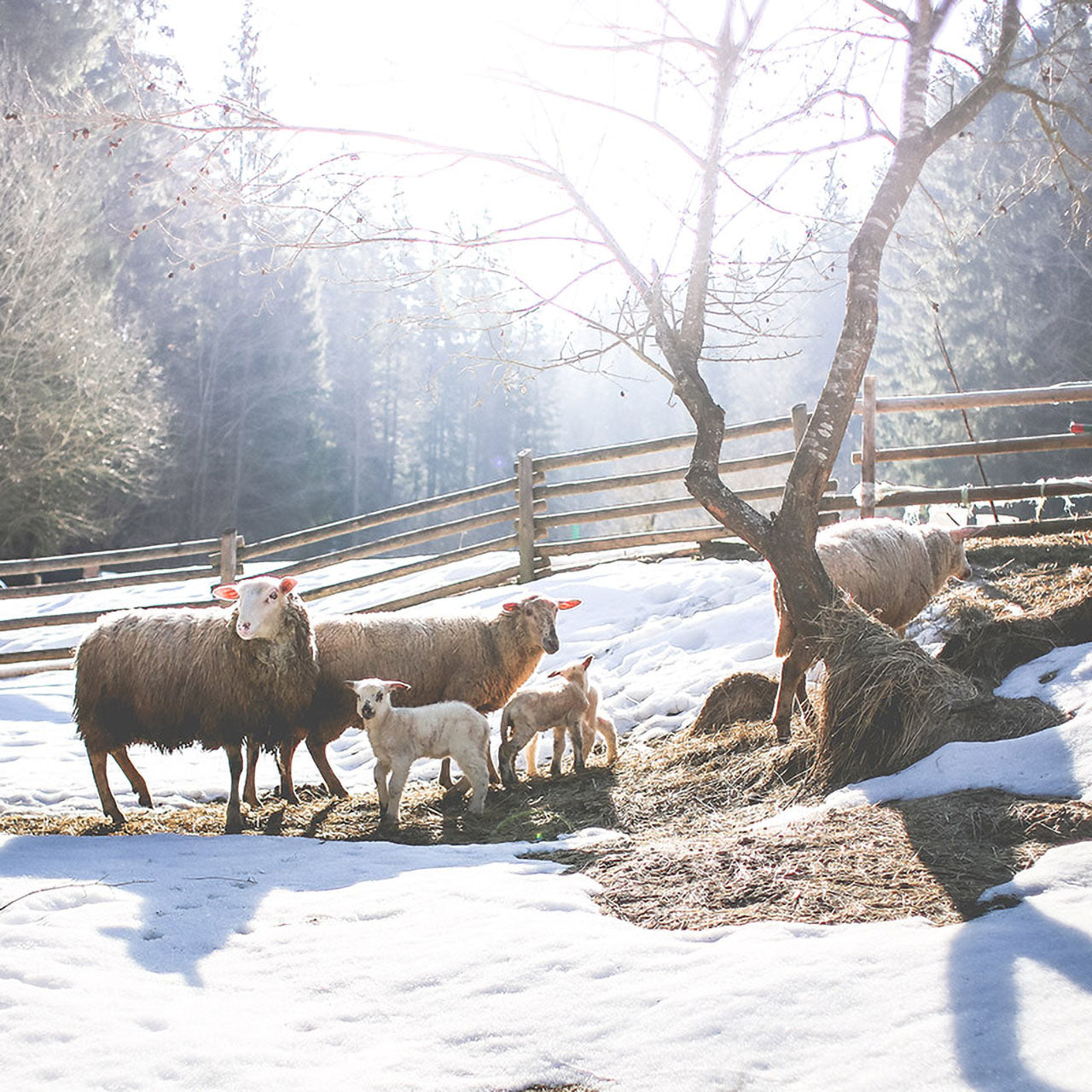 ÖKO Planet 4-Jahreszeiten-Bettdecke 2-tlg. mit Schafwolle-Füllung