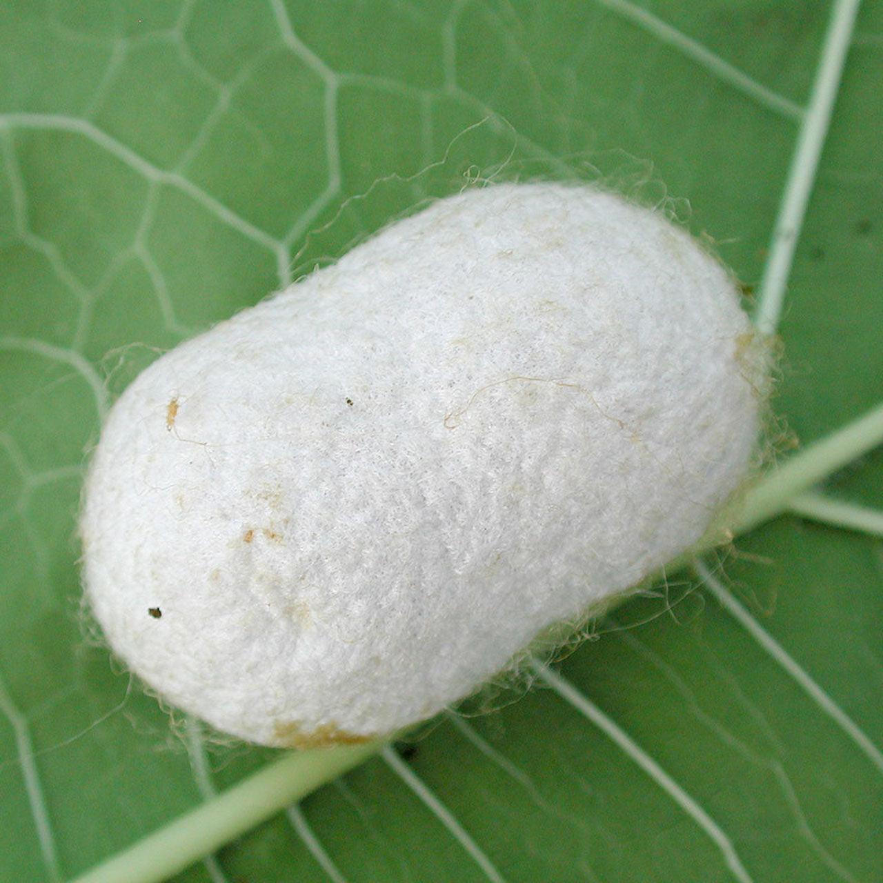 ÖKO Planet Ganzjahres-Bettdecke mit Wildseide-Füllung