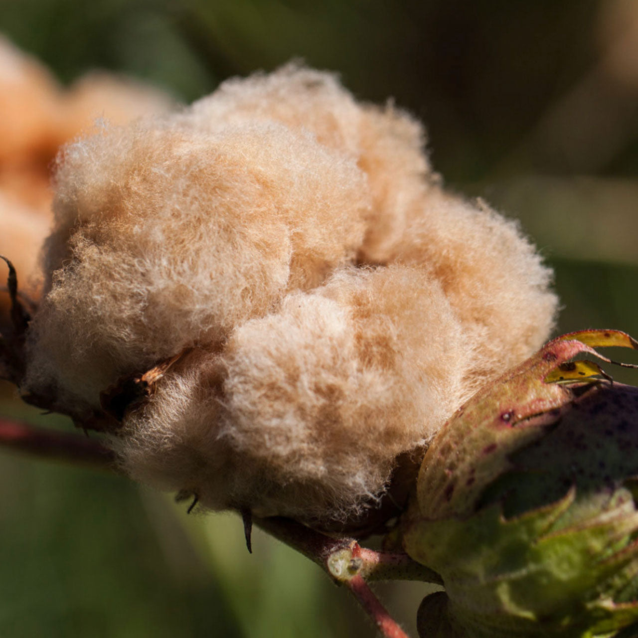 Cotonea Pur Kopfkissenbezug aus Bio Baumwoll Chambray Braun / Natur