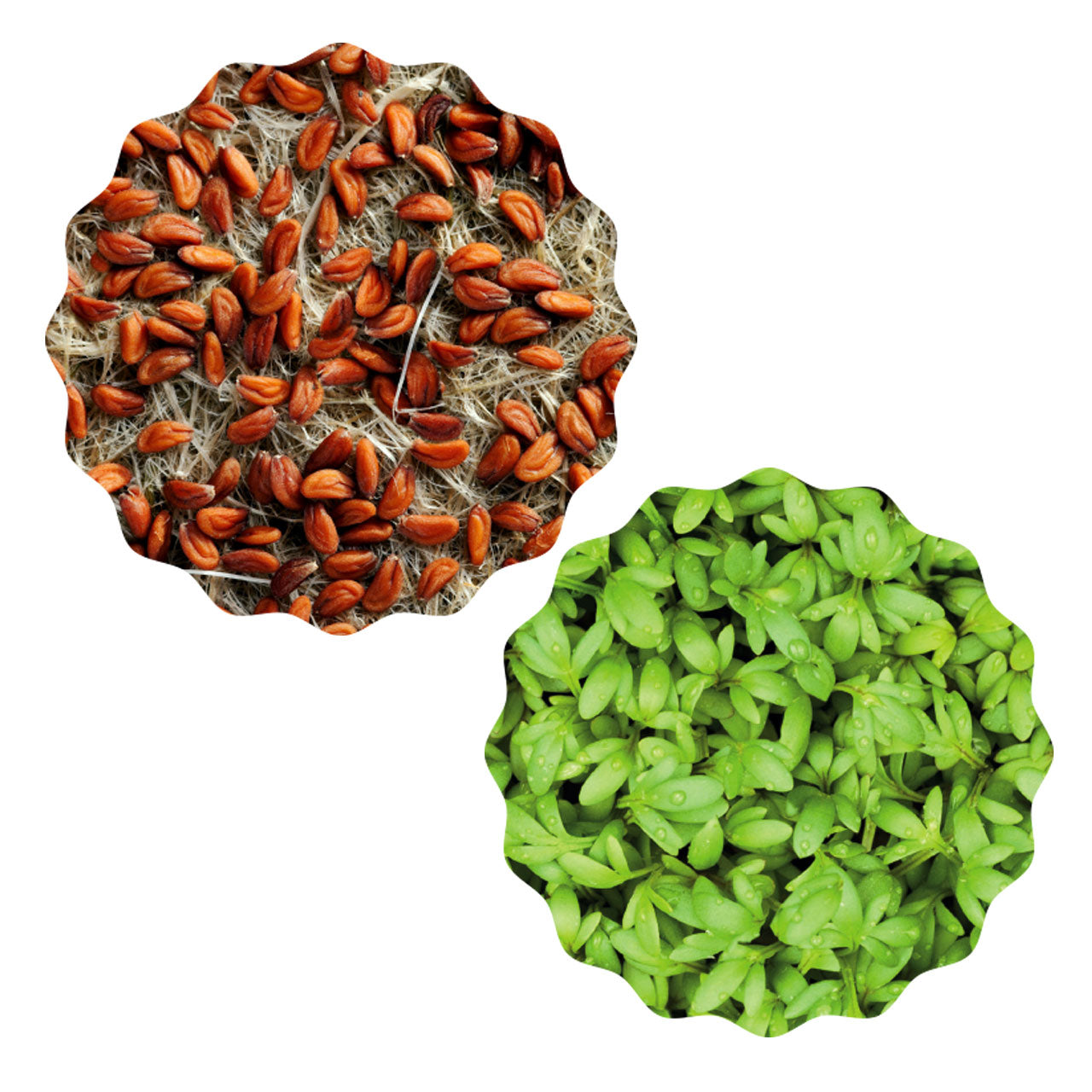 Heimgart Saatpad für Microgreens