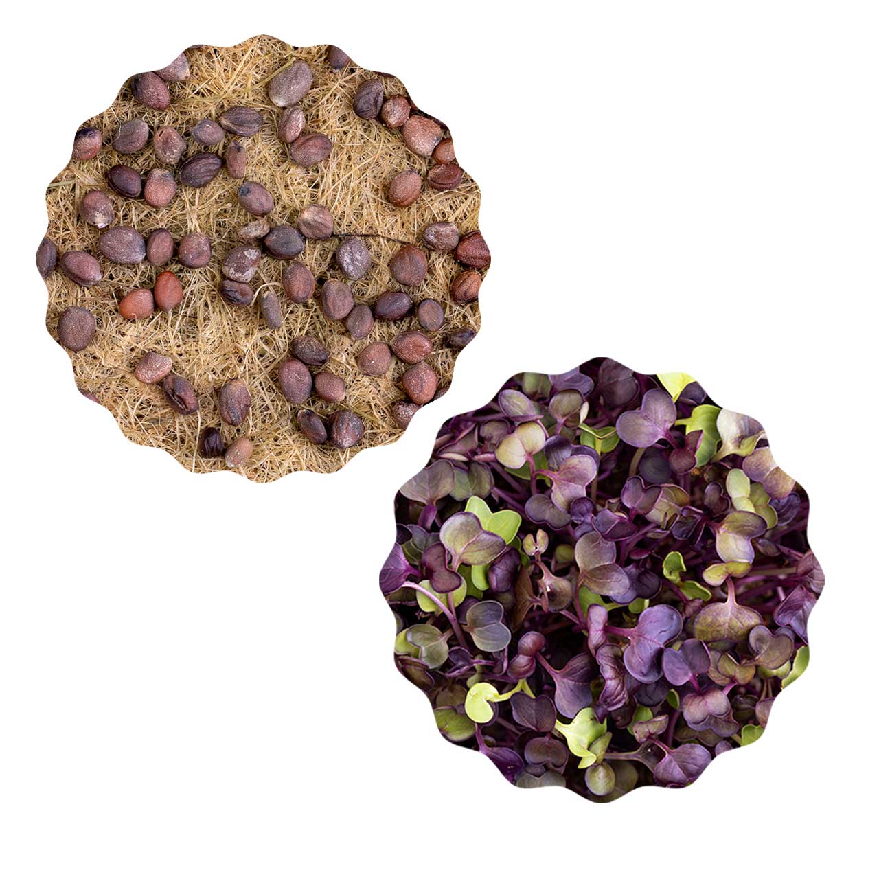 Heimgart Saatpad für Microgreens