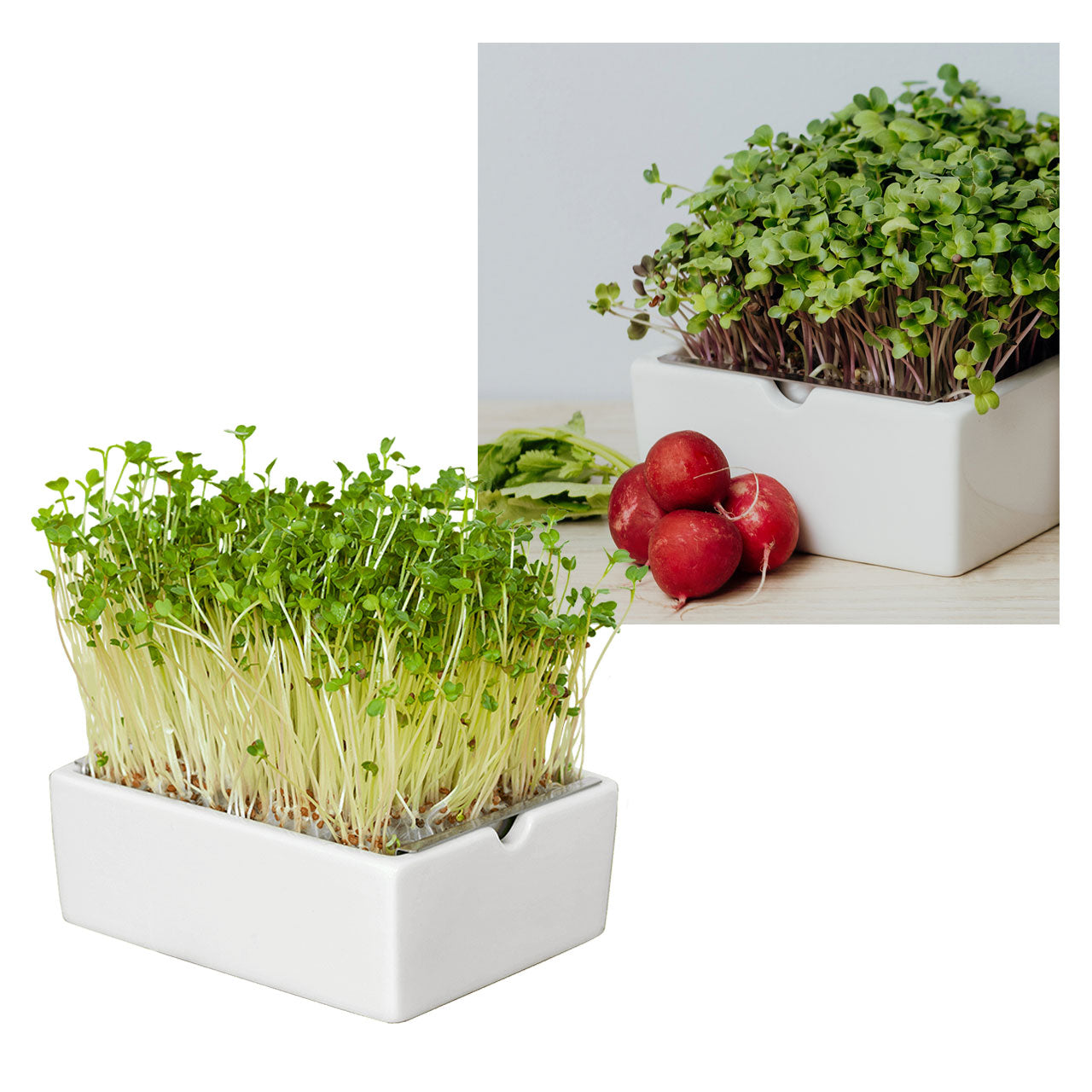 Heimgart Saatpad für Microgreens