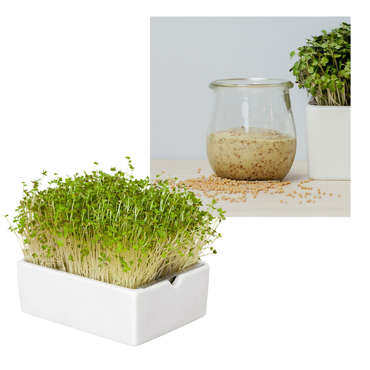 Heimgart Saatpad für Microgreens