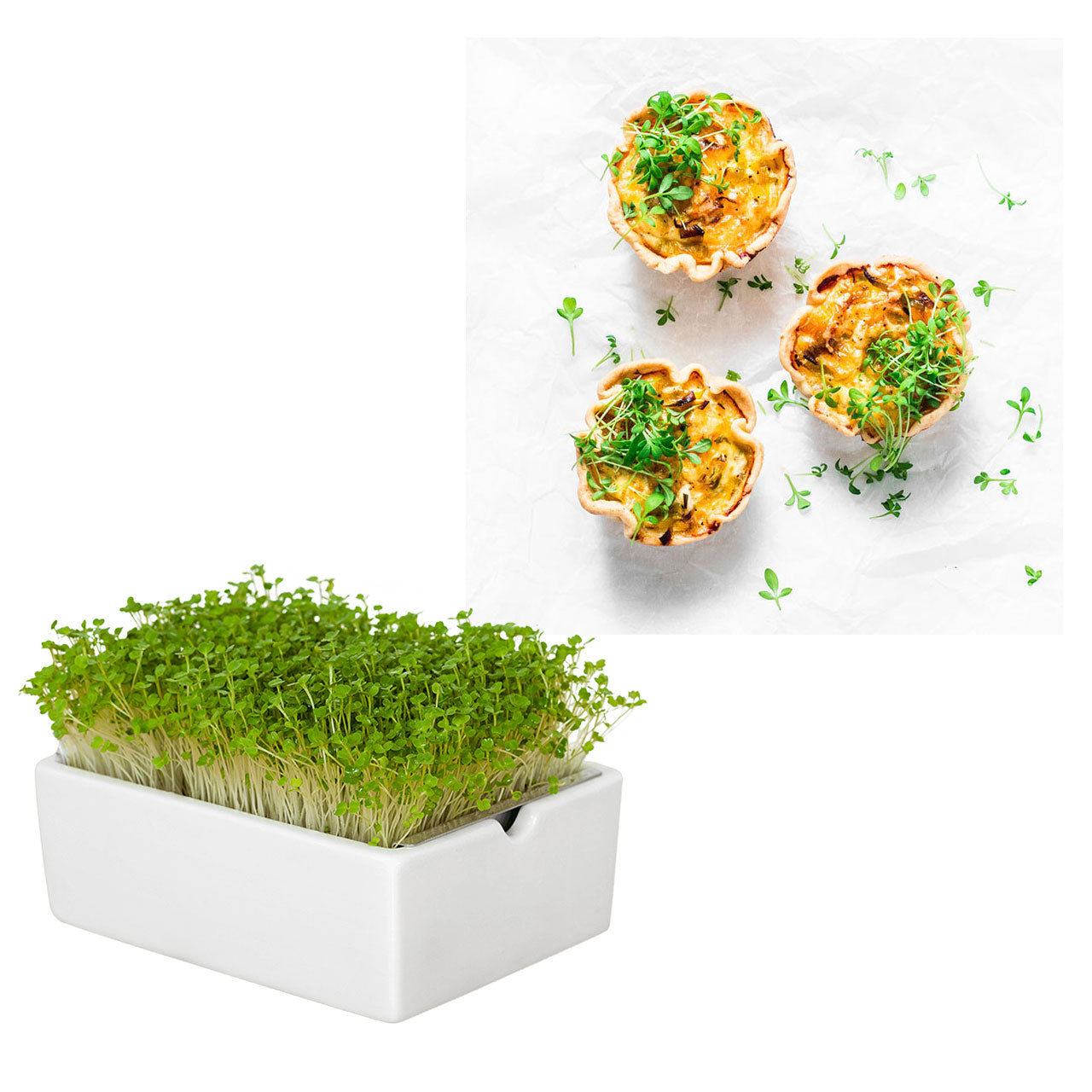Heimgart Saatpad für Microgreens
