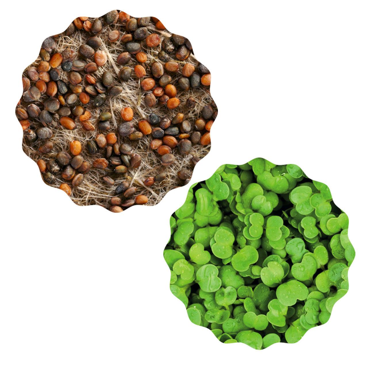 Heimgart Saatpad für Microgreens