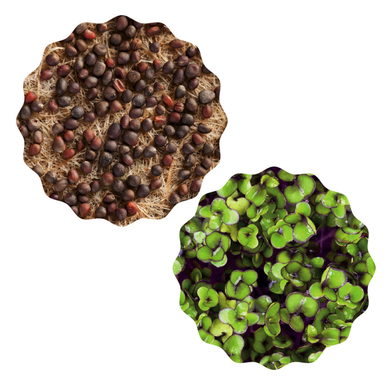 Heimgart Saatpad für Microgreens