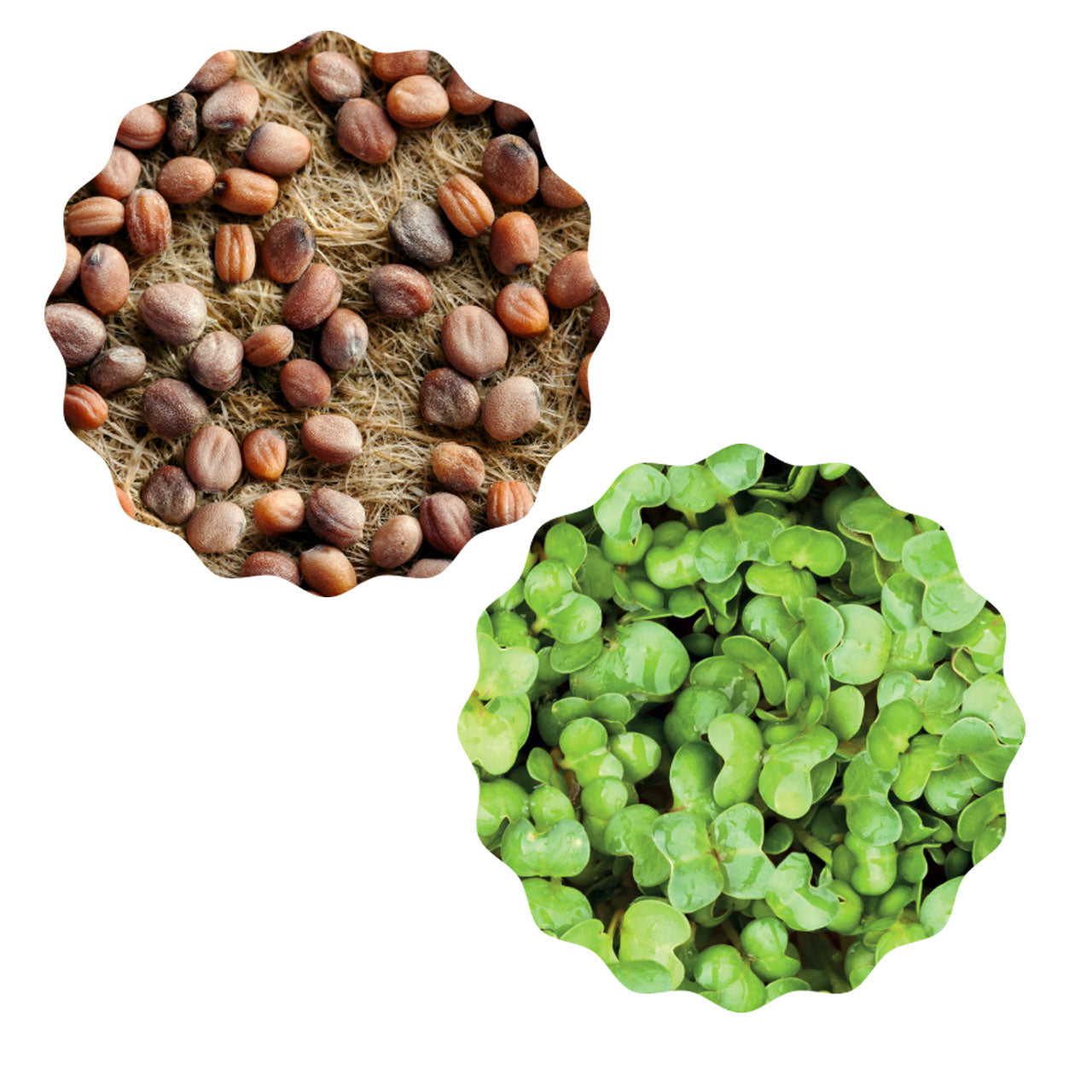 Heimgart Saatpad für Microgreens