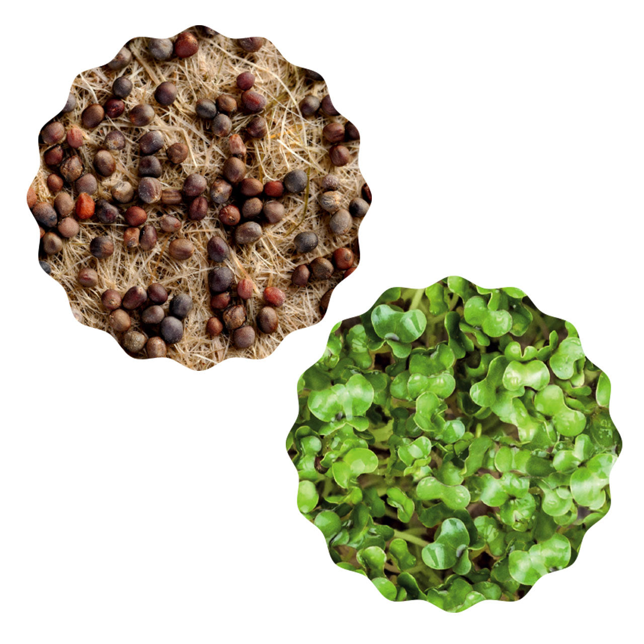 Heimgart Saatpad für Microgreens