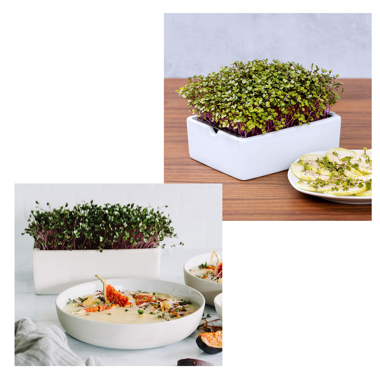 Heimgart Saatpad für Microgreens