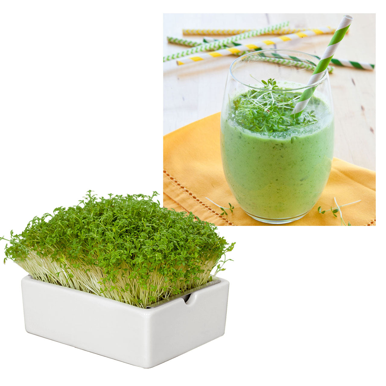 Heimgart Saatpad für Microgreens