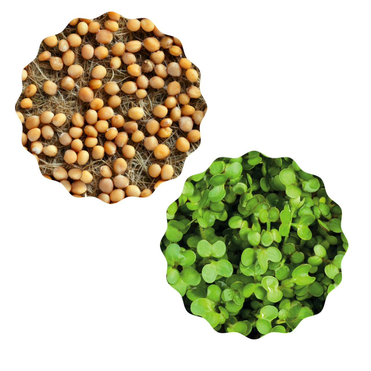 Heimgart Saatpad für Microgreens