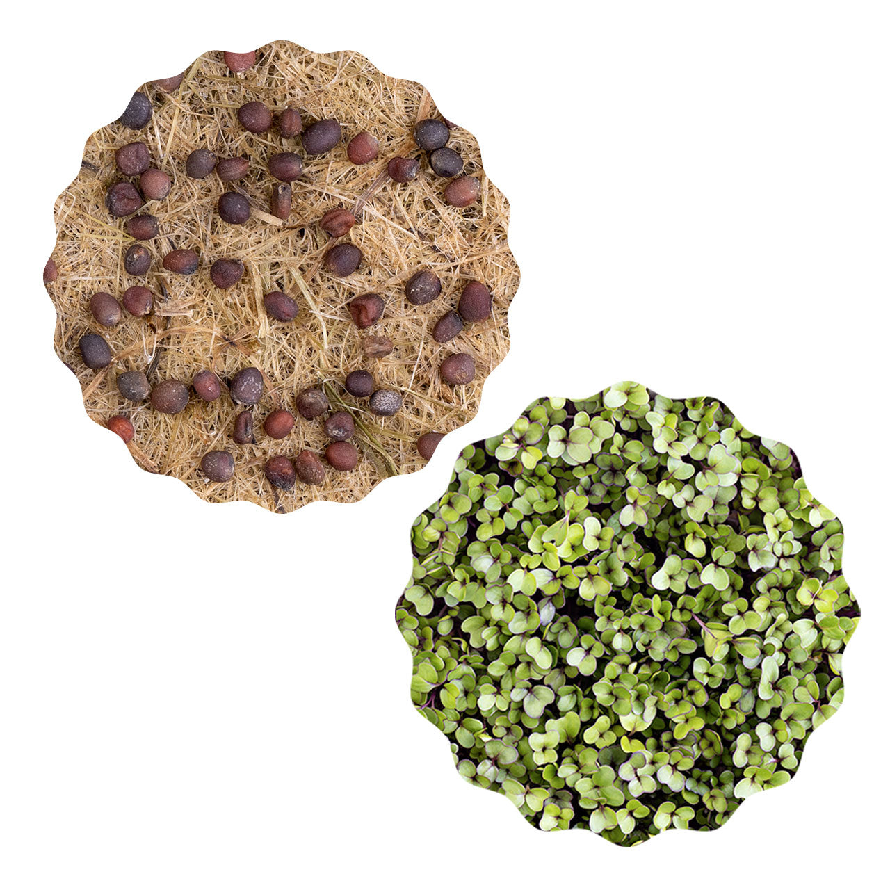 Heimgart Saatpad für Microgreens