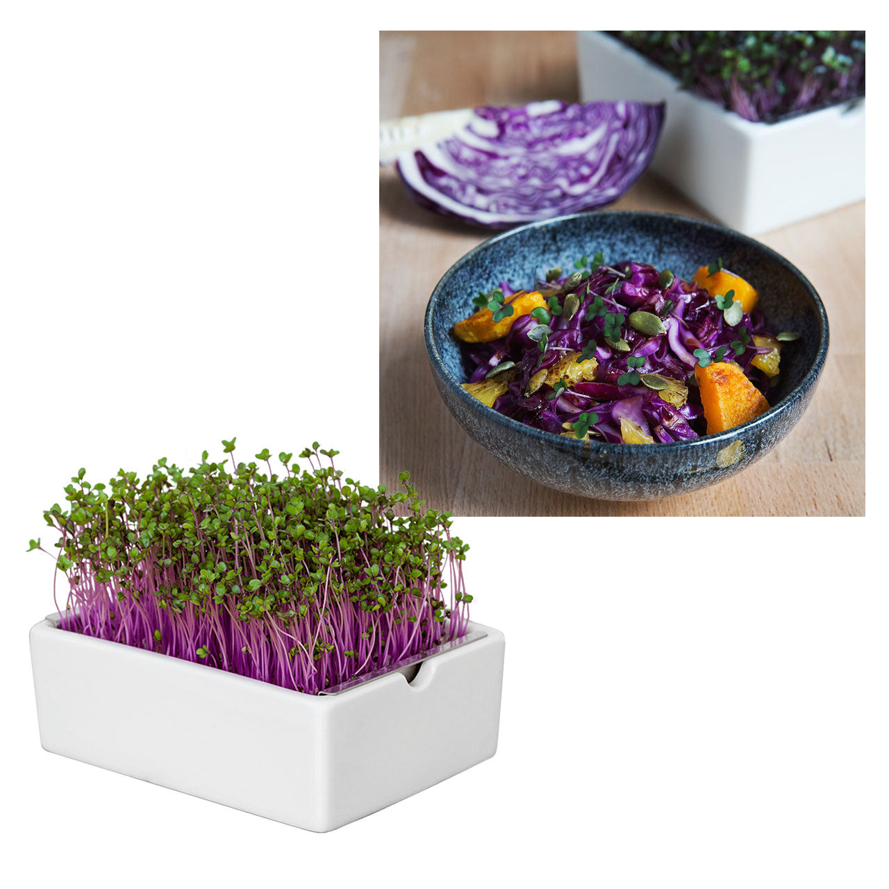 Heimgart Saatpad für Microgreens