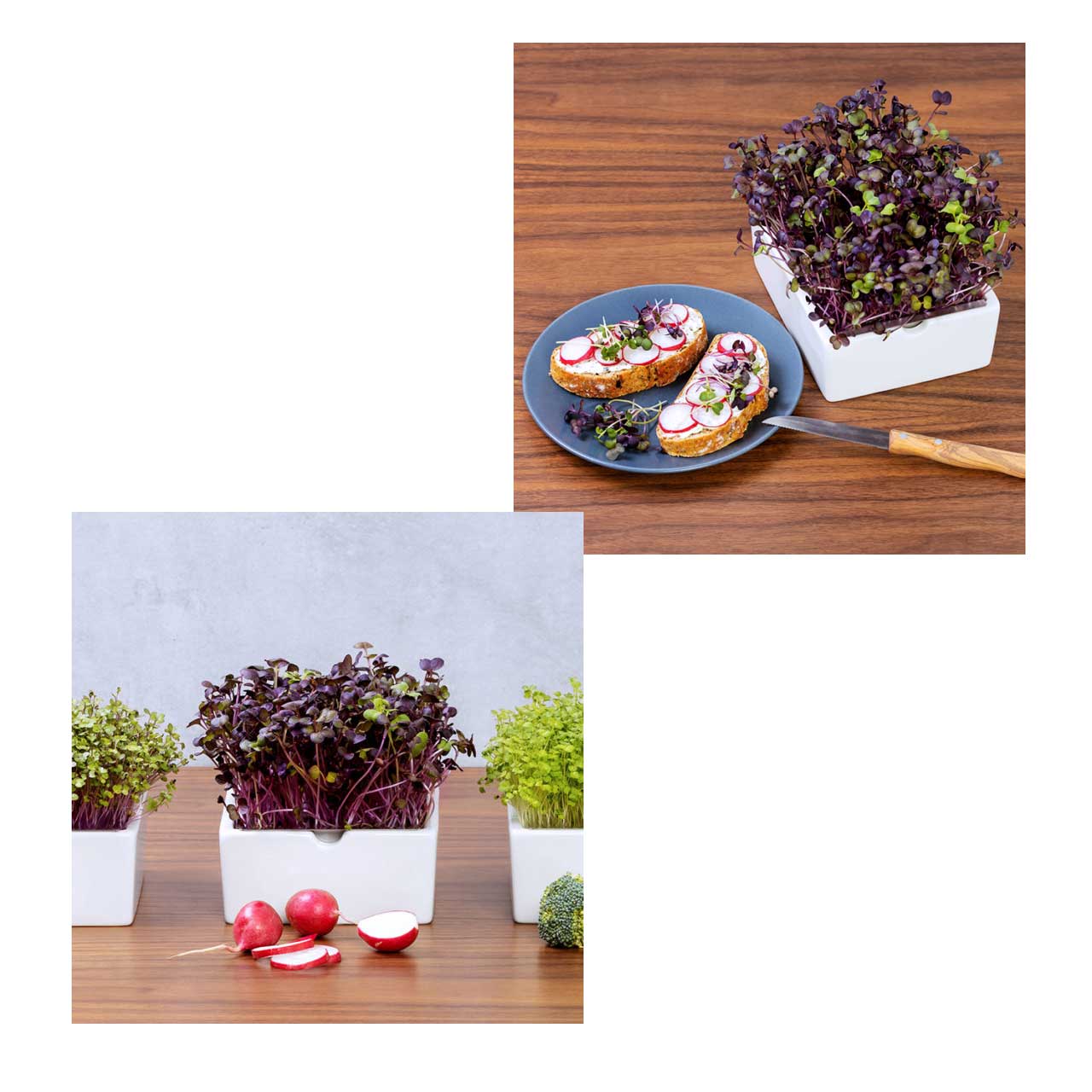 Heimgart Saatpad für Microgreens