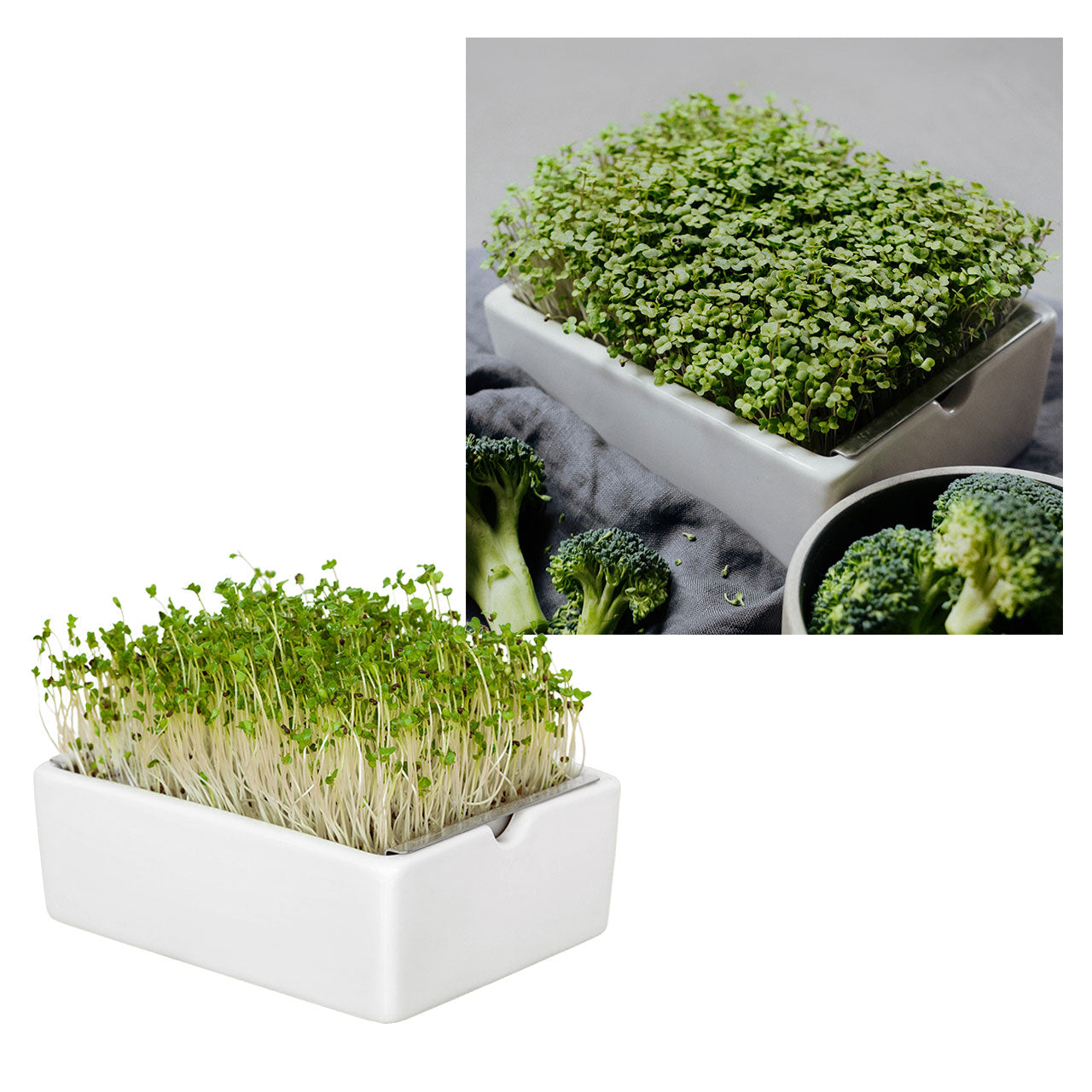 Heimgart Saatpad für Microgreens