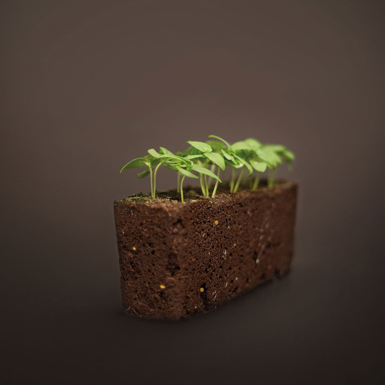Veritable Lingot Nachfüllpack für Indoor Gärten
