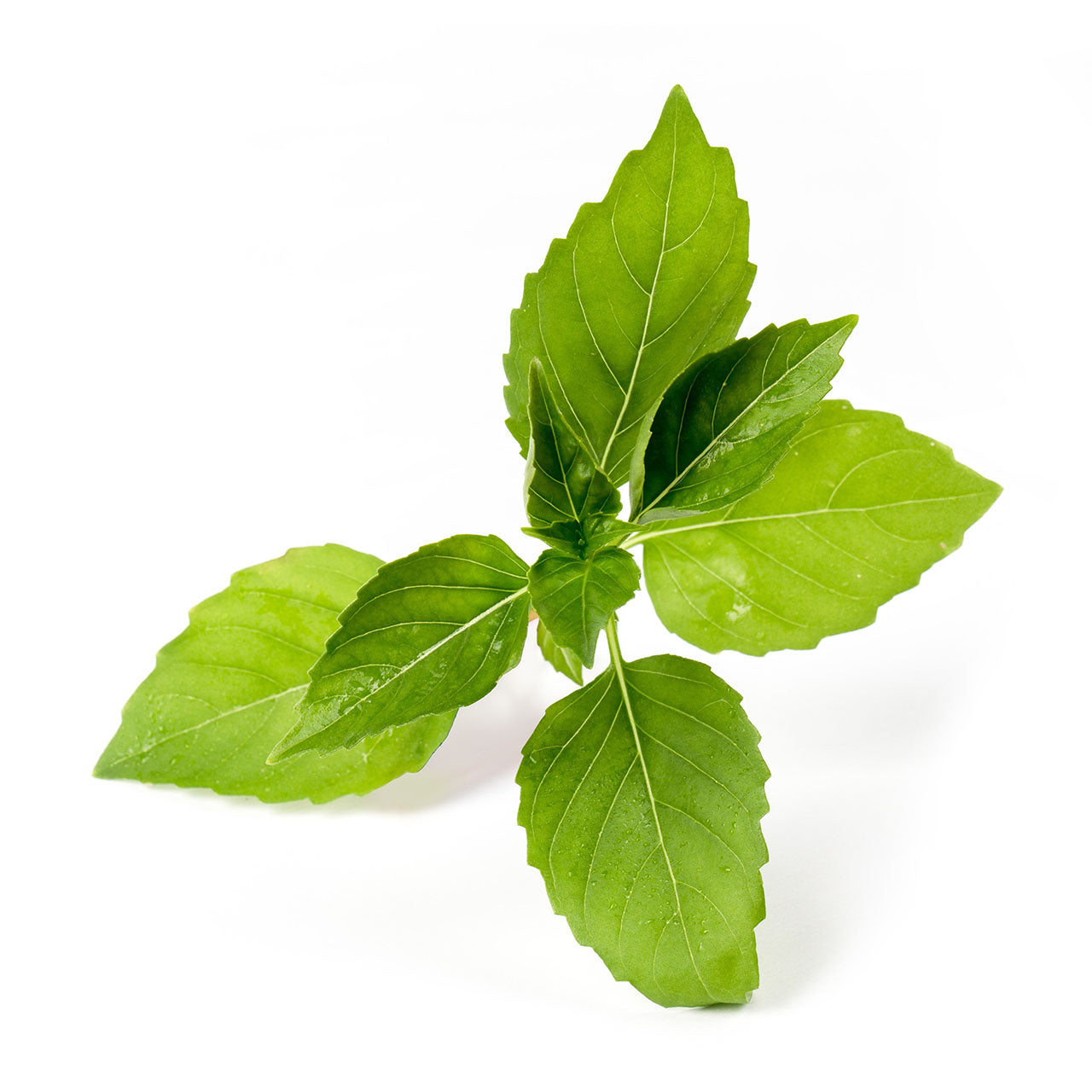 Veritable Lingot Nachfüllpack für Indoor Gärten