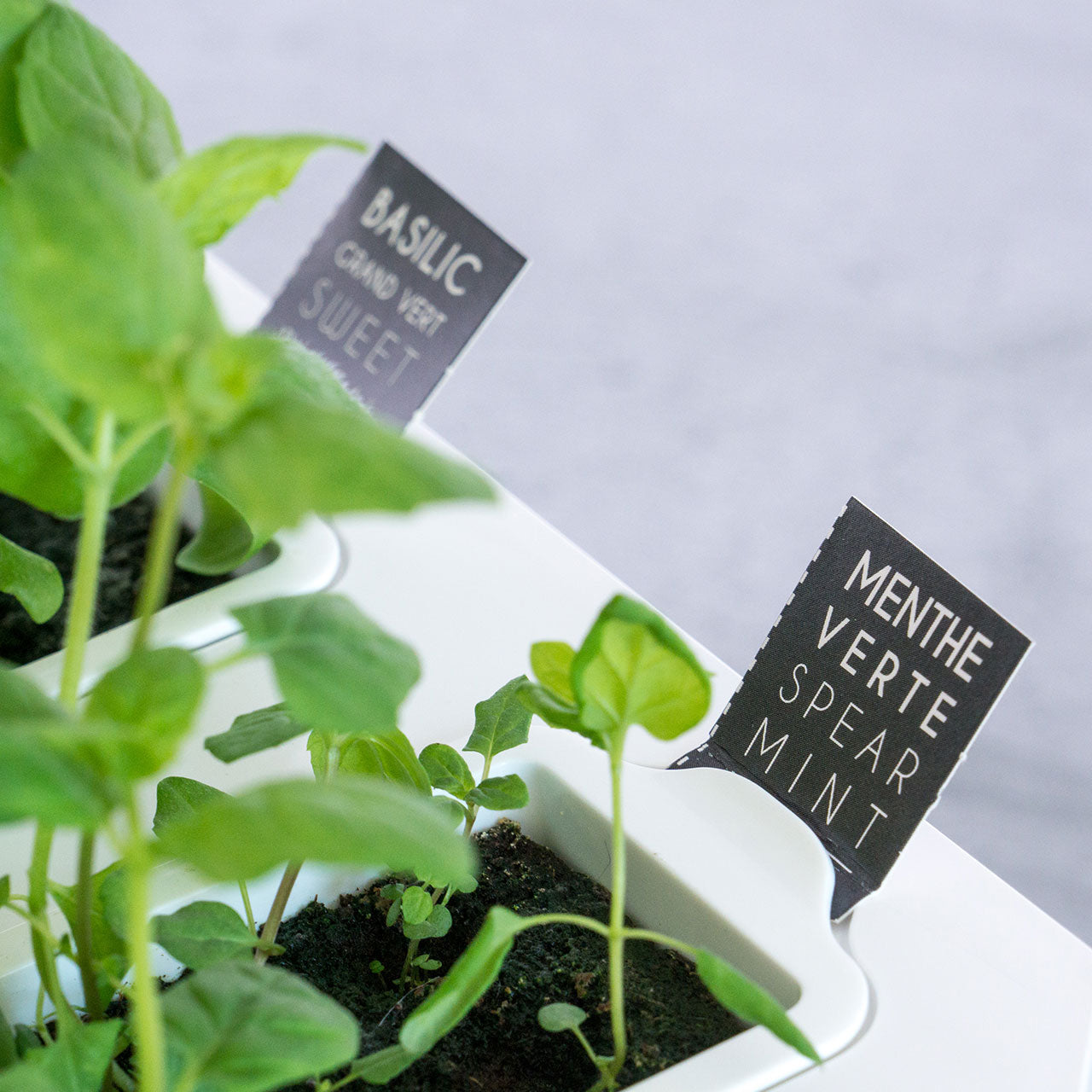 Veritable Lingot Nachfüllpack für Indoor Gärten